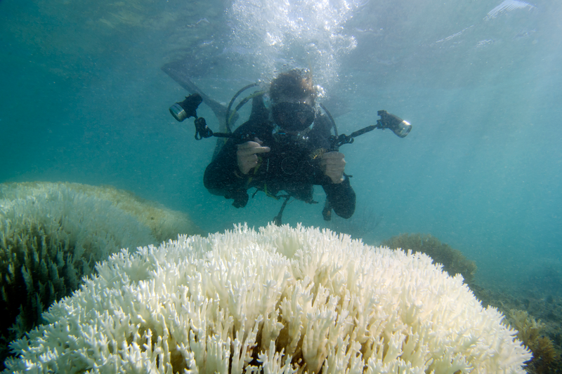 Illustration for article titled This is What a Mass Die-off of Earth's Coral Reefs Looks Like
